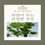 농업회사법인 주식회사 헛개나무옻나무 | 헛개나무 벌나무헛개즙 100ml 30개 건강즙 간기능회복 : 무궁화주식회사