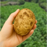 26년 햇감자 포슬포슬 제철 제주 탐나감자 5kg 10kg 산지직송 : 평대돌담농장