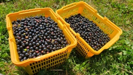 지리산들꽃다물농장 냉동 블랙커런트 생과 국산 직접재배 (냉동배송) 700g 2팩 : 지리산들꽃다물농장