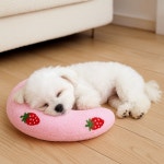 포티박스 강아지 고양이 유치원 개린이집 생일 낮잠 머리 애견 수면 넥쿠션 베개 답례품 단체선물 : 포티박스