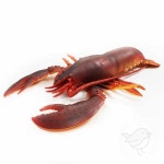 새임 가재 바다동물피규어 유아놀잇감 : 새임 스토어