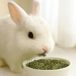 [청아농장] 순수 티모시 펠렛 1kg : 뭉치왕국