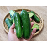 대구 미니오이 스낵오이 미니스탑 미니스톱 1kg, 1개 : 이모네식탁