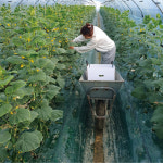 대구 미니오이 스낵오이 미니스탑 미니스톱 1kg, 1개 : 이모네식탁