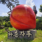 프리미엄 경산 와촌 자두 : 푸드브릭스