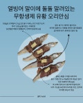 마닐마닐 수제간식 열빙어말이 강아지 칼슘풍부 영양간식 오리안심 : 마닐마닐 수제간식