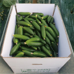 대구 미니오이 스낵오이 미니스탑 미니스톱 1kg, 1개 : 이모네식탁