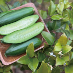 대구 미니오이 스낵오이 미니스탑 미니스톱 1kg, 1개 : 이모네식탁