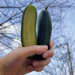 대구 미니오이 스낵오이 미니스탑 미니스톱 1kg, 1개 : 이모네식탁