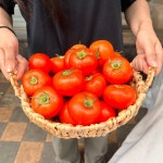 농장직송 국내산 완숙 찰토마토 5kg 3kg 2kg 로얄과 가정용 주스용 못난이 완숙토마토 : 지구식품