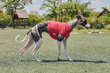 홀리독 쿨링 크롭 목폴라 민소매 : 홀리독 : 멋지개 홀리다