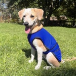 여름 개 냉각 조끼 빠른 릴리스 뜨거운 애완 동물 옷 작은 중형 대형 개 액세서리를위한 멋진 재킷 아이스 셔츠 Blue : 신나라월드