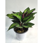 칼라데아 뷰티풀스타 뷰티스타 수경재배식물 공기정화식물 인테리어식물 카페식물 중품 랜덤발송 약 30cm : 단골 플라워 가든