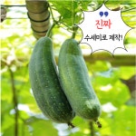 친환경 천연수세미 주방 설거지 제로웨스트 생분해 : 어반디포