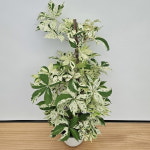 무늬담쟁이35 : 샬롬꽃농원