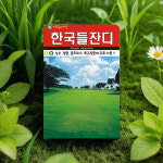 조선 잔디 씨앗 들잔디 한국 정원용 공원 산소 잔디 씨앗 : 로맨틱 스토어