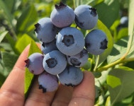 25년 국내산 경북 영천 무농약 생블루베리 농장직배송  600g 800g 1kg : 박씨네 싱싱상회