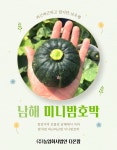 해풍 맞은 남해 미니단호박 단호박 밤호박 보우짱 꼬꼬마 다이어트식 2kg 3kg 5kg 10kg : 친환경 농산물 다온팜