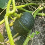 남해 미니 밤호박 포슬포슬 맛좋은 보우짱 국내산 미니단호박 2kg, 1개 : 견생호박