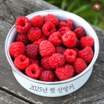 [억수로상회] 산지직송 25년 산딸기 (급냉) 3kg : 억수로상회