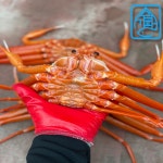 [당일생물] 수가파 프리미엄 후포리 박달 홍게 4kg : 수산물가격파괴