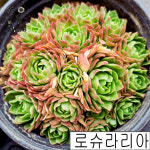 [풀멍상점] 로슈라리아(6.29) 바위솔/  노지.월동 야생/ 선별발송 분채배송/ 방수라벨 이름표포함.  농장직접 배송 : 풀멍상점