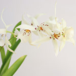 [직배송] 화이트페어리 윈터 원더랜드 고급 서양란 취임 승진선물 축하난 1135 : 플랜트 샵