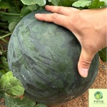 푸른마을 고창 왕 흑수박 프리미엄 10kg, 1개 : 푸른마을농수산