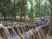 200g 친환경 유기농자연산 참나무원목 노지재배 말린 건표고 장흥 흑화고 표고버섯 슬라이스 : 정남진표고돌이