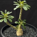 [동일품] 아프리카식물/돌스테니아 기가스 Dorstenia gigas-5624 아프리카농장 : 아프리카 농장