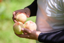 정직한 선우농장의 털복숭아 10~15brix : 푸룻랩