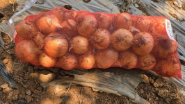 2025 햇 양파 (전남 여수) : 서진농장