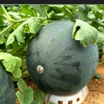 푸른마을 고창 왕 흑수박 프리미엄 10kg, 1개 : 푸른마을농수산