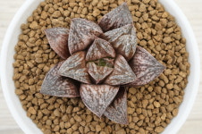 (랜덤) 하월시아 화이트울프 (9㎝포트) Haworthia splendens hyb. White Wolf  아프리카식물 다육농장멕시코 : 다육농장 멕시코