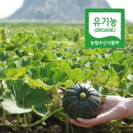 제주 유기농 햇 미니 포슬포슬 밤호박 단호박 보우짱 3kg 5kg 10kg : 올곧음상회