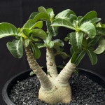 [동일품] 아프리카식물/아데니움 메두사Adenium Medusa-5623 아프리카농장 : 아프리카 농장