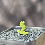 [동일품] 드로산데뭄 핑크글로보섬 Drosanthemum globosum-5654 아프리카농장 : 아프리카 농장