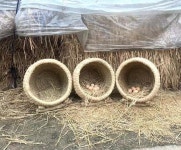 닭둥지 산란통 닭집 부화장 사육장 둥지 지푸라기 밀짚 볏짚 40cm 닭장 : 효주네상점