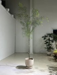 가는잎아카시아 : deep garden