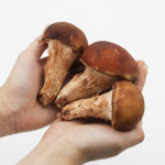 버섯농꾼 참송이버섯 500g 1kg 산지직송 : 스마트연쇄점