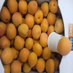 경산 영천 산지직송 대용량 살구 5kg 10kg 가정용 특품 하코드 만금살구 요리용 청용 : 아달달농산
