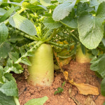 국내산 햇 무 5kg 10kg 흙무 세척무 : 베리카인드