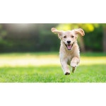 강아지 댕댕이 동물 병원 애견 용품 카페 말티즈 잭러셀테리어 초원 햇빛 자연 파파르텔 벽지 시트지 롤스크린 : 으뜸데코