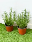 로즈마리 2개입 무배 (H20/포트지름10cm) 로즈메리 허브 모종 생잎 향기화분 대성식물 : 대성식물