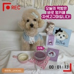 다팔래용 강아지 라떼 고구마 50개 간식 애견 애완견 반려동물 수제 음료 : 다팔래용