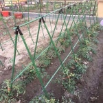 오이 지지대 고추 클립 고정끈 토마토 비닐하우스만들기 정원 9000개 걸이 작물집게 : 백억부자클럽