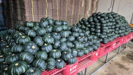 해남군 보우짱 밤호박 4kg(10과~12과) : 보람이네농장