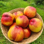 껍질째 먹는 황도 옐로드림 망고 천도 복숭아 : 후메디