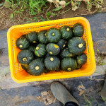 밤맛 제주 미니밤호박 2kg 3kg 5kg보우짱 : 제주초록이네농장