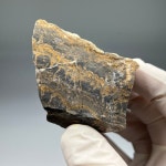 스트로마톨라이트 화석 Stromatolite Fossil 화석표본 선캄브리아기 : 석보 코리아